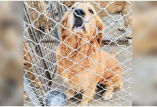 Golden At Meat Farm Sat With Intense Sorrow In Her Eyes, Pleading For Liberation