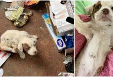 His gut tells him to look inside receptacle, Sees tiny wounded pup looking up at him
