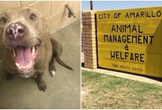 Owner Surrendered Pregnant Pit Bull, Then Shelter Euthanized Her While She Was In Labor