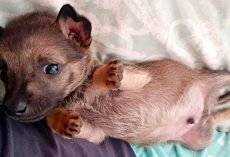 Petrified 6-Week-Old Puppy Cowered In A Corner As Evil Kids Threw Rocks At Him