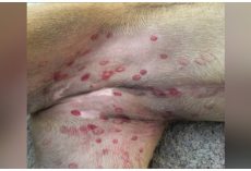 Veterinarian Posts Warning About Dogs Breaking Out In Red Splotches