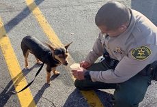Couple left pup in blistering hot car while they shopped for an hr – not charged