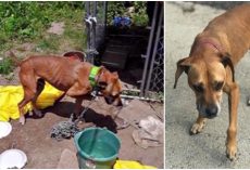 “She doesn’t remember the last time she fed you” – Post by rescue group makes blood boil