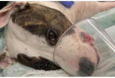Family claims cop shot “sweetheart” dog who now needs $8,000 worth of surgery