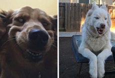 People Are Posting Their Most Unflattering Pet Pics, But They’re So Adorable