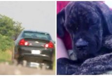 Sheriff’s Office Needs Help Finding Who Dumped Four Dogs On Busy Highway