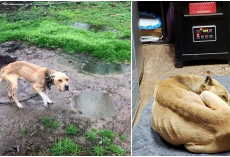 ‘Bad Dog’ Was Chained To A Pole In Mud For 5 Years And Feels Warmth For First Time