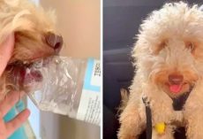 Dog Almost Chokes After Plastic Bottle Gets Stuck In His Mouth, Vet Issues Warning
