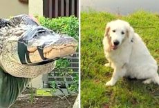 75-Yr-Old Grandpa Kicks & Punches Alligator, Saves Dog From Becoming Gator-Lunch