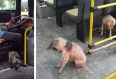 Bus Driver Breaks Rules To Save Two Stray Dogs