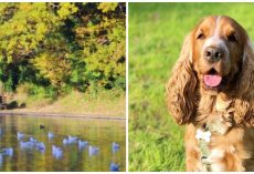 Guy Unable To Help His Cocker Spaniel As Dog Is Attacked By A Swan