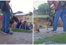 Authorities Seek Man Who Punched German Shepherd At Family Holiday Concert