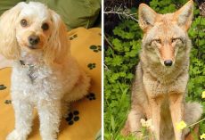 Coyote Uses Dog Door To Break Into Home, Attacks 2 Dogs And Kills One Of Them