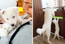 Mom And Pup Rescue Stray Kitten From Construction Site And They’re Best Friends