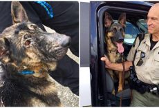 Deputy Helps Emaciated Shepherd Stuck In Blizzard And Adopts Her 5 Months Later