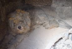 Terrified Dog Found Alive After He Sought Refuge In An Oven During Greece Wildfires