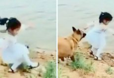 Girl Trips Over Trying To Fetch Ball, Loyal Dog Pulls Her Back And Saves Her Life