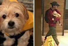 Thief Tricks Couple With A Popular Dog Walking App To Steal Their Beloved Pup