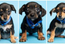 Duffel Bag Full Of Puppies Found In Hot Dumpster, Police Need Help From Public