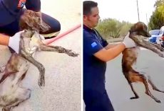 His Owner Tied Him In A Tire Yard, Left Him For Weeks Without Food Or Water