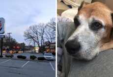Local Burger King Brings Joy To Dying Dog By Giving Him Free Burgers In Final Days