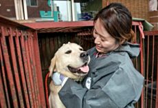 Largest Dog Meat Market In South Korea Is Finally Shut Down For Good, Dogs Freed