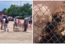 Line Of Pets Surrendered At Animal Shelter Is 2-1/2 Hours Long, Staff Overwhelmed