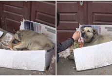 Her Cardboard Box Is Crumbling, Her Blanket Is Filthy And It’s Time For A Home