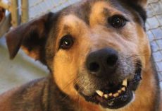 Dog’s So Happy To Be In A Home After 2,381 Days In The Shelter