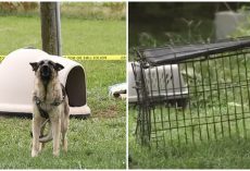Kids With Black Eyes, 20 Dead Animals & Others Suffering Freed From House Of Pain