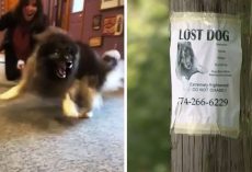Terminally Ill Dog Ran Away During Fireworks But Is Now Being Held Hostage