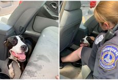 Officers Rush To Save Distressed Pup From Hot Car – Searching For Dog’s Owner