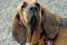 Bloodhound K9 Treks Through Cacti & 90-Degree Heat To Sniff Out Missing Girl