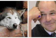 Judge Is Gaining National Attention For Giving Animal Abusers Creative Sentences