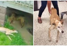 Cops Tell Good Samaritan They Can’t Help Emaciated Dog In Back Yard