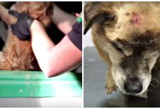 Screams From The Dark Uncover Old Dog Hit By Hammer, Disposed Of Like Rubbish
