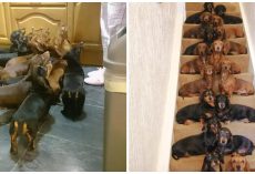 Woman Bets Her Friend He Can’t Get 16 Dachshunds To Sit Pretty On Stairs