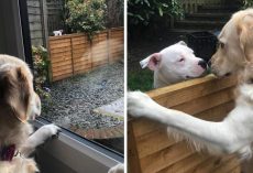 Dog Moves Into Neighborhood, Falls In Love With The Pooch Next Door