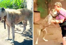Mom Broke Down In Tears On Seeing Her Stolen Dog Barely Surviving After 2-Years