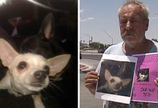Distraught Man Frantically Searching For Lost Dog Offers His Own Home As A Reward