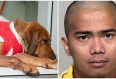 Dog Is Fighting For His Life After He Was Stabbed & Left For Dead By His Owner