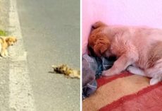 Puppy Found Next To Corpse Of His Dead Mother, Pushes Face Into Wall & Shuts Off