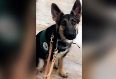 $5000 Reward Being Offered For Safe Return of Missing Seeing Eye Puppy’s Return