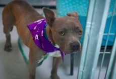 Dog In Shelter For 420 Days Is Finally Adopted, Only To Be Returned The Next Day