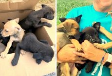9 Hungry Puppies Sealed In A Tight Box, Dumped Near A Bridge Without Their Mama