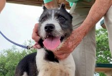 Owner Reports Dog As Deceased – Threw Her Out Moving Car Window The Next Day