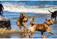 Officials Warn Pet Parents What Cost 2 Dogs Their Lives During Beach Visit