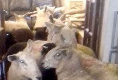 Overachieving Puppy Sneaks Herd of Sheep into Living Room
