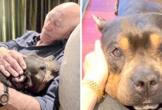 Patrick Stewart Struggles To Cope As His Senior Foster Dog Loses Battle With Illness