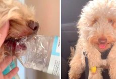 Vet Issues Warning After A Plastic Bottle Gets Stuck In Dog’s Mouth